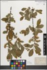 Foto von Salix myrsinifolia Salisb.